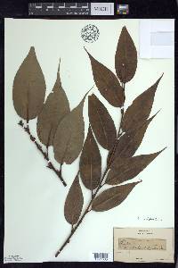 Salix lucida image