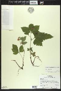 Rubus pubescens image