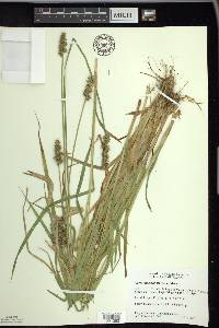 Carex laevivaginata image