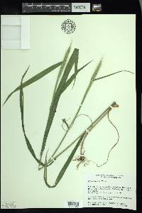 Elymus riparius image