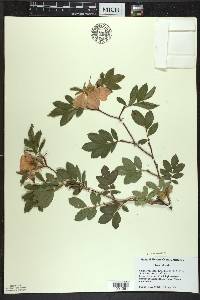 Rosa palustris image