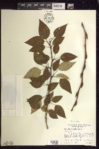 Populus balsamifera image