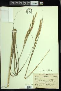 Spartina pectinata image