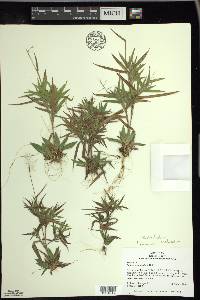 Panicum acuminatum image