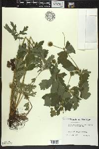 Geum laciniatum image