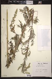 Artemisia absinthium image