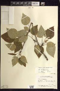 Populus balsamifera image