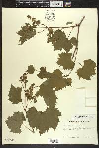 Vitis riparia image