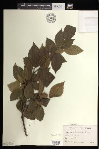 Betula alleghaniensis image