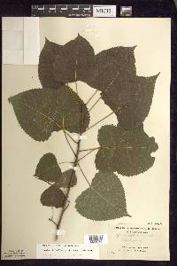 Populus deltoides subsp. deltoides image