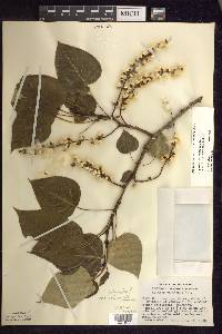 Populus balsamifera image