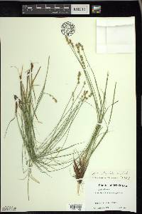 Carex sterilis image