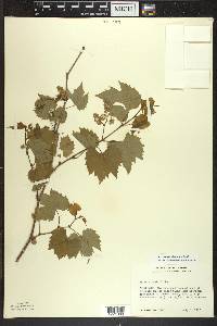 Vitis riparia image