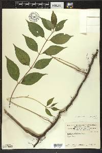 Cornus amomum subsp. obliqua image