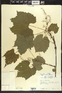 Vitis riparia image