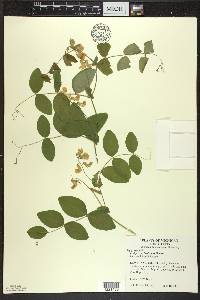 Lathyrus ochroleucus image