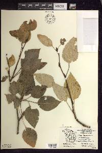 Populus balsamifera image