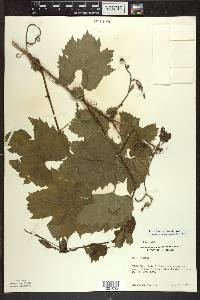 Vitis riparia image