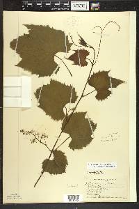 Vitis riparia image