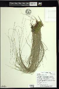 Carex radiata image