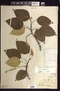 Populus balsamifera image