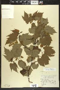 Vitis riparia image