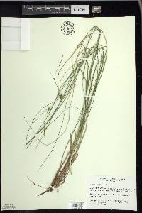 Carex oligosperma image