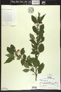 Prunus pensylvanica image