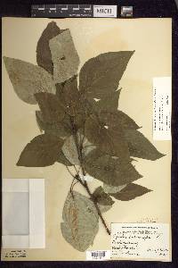 Populus balsamifera image