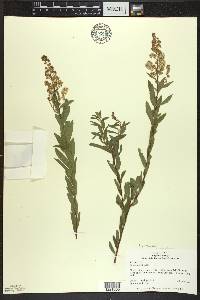 Spiraea alba image