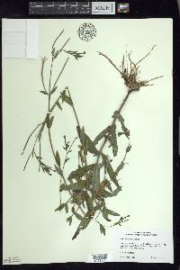 Epilobium parviflorum image