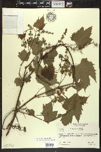 Vitis riparia image