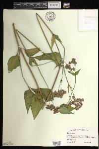 Mirabilis nyctaginea image