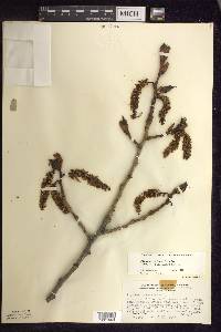 Populus balsamifera image