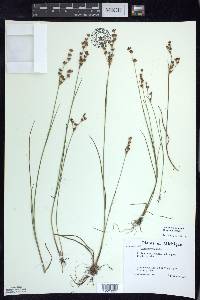 Juncus brevicaudatus image