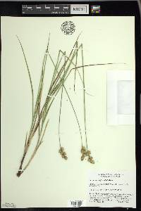 Carex merritt-fernaldii image