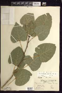 Populus deltoides subsp. deltoides image