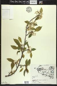 Prunus pensylvanica image