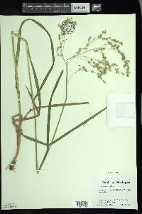 Glyceria canadensis image