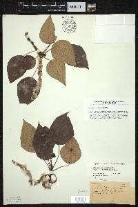 Populus balsamifera image