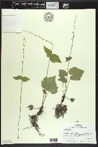 Mitella diphylla image