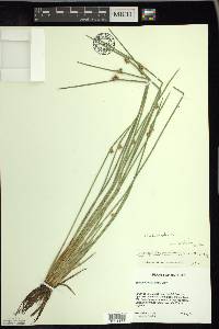 Schoenoplectiella purshiana image