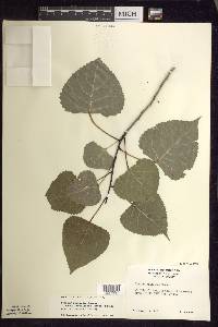 Populus deltoides subsp. monilifera image