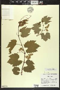 Vitis riparia image