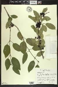 Rhamnus cathartica image