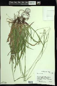 Carex arctata image