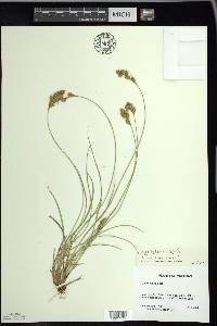 Carex foenea image