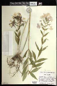 Phlox paniculata image