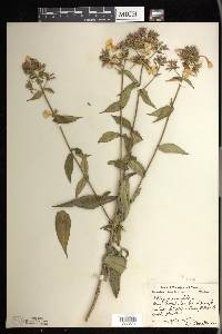 Phlox paniculata image