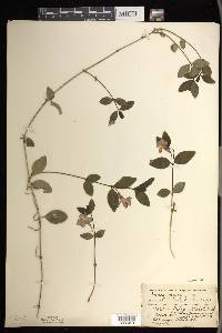 Vinca minor image